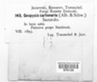 Geopyxis carbonaria image